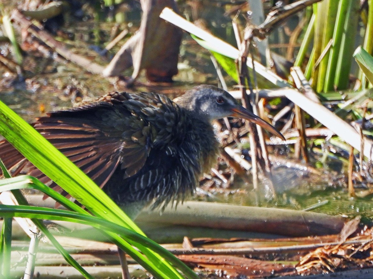 Clapper Rail - Michael Oliver