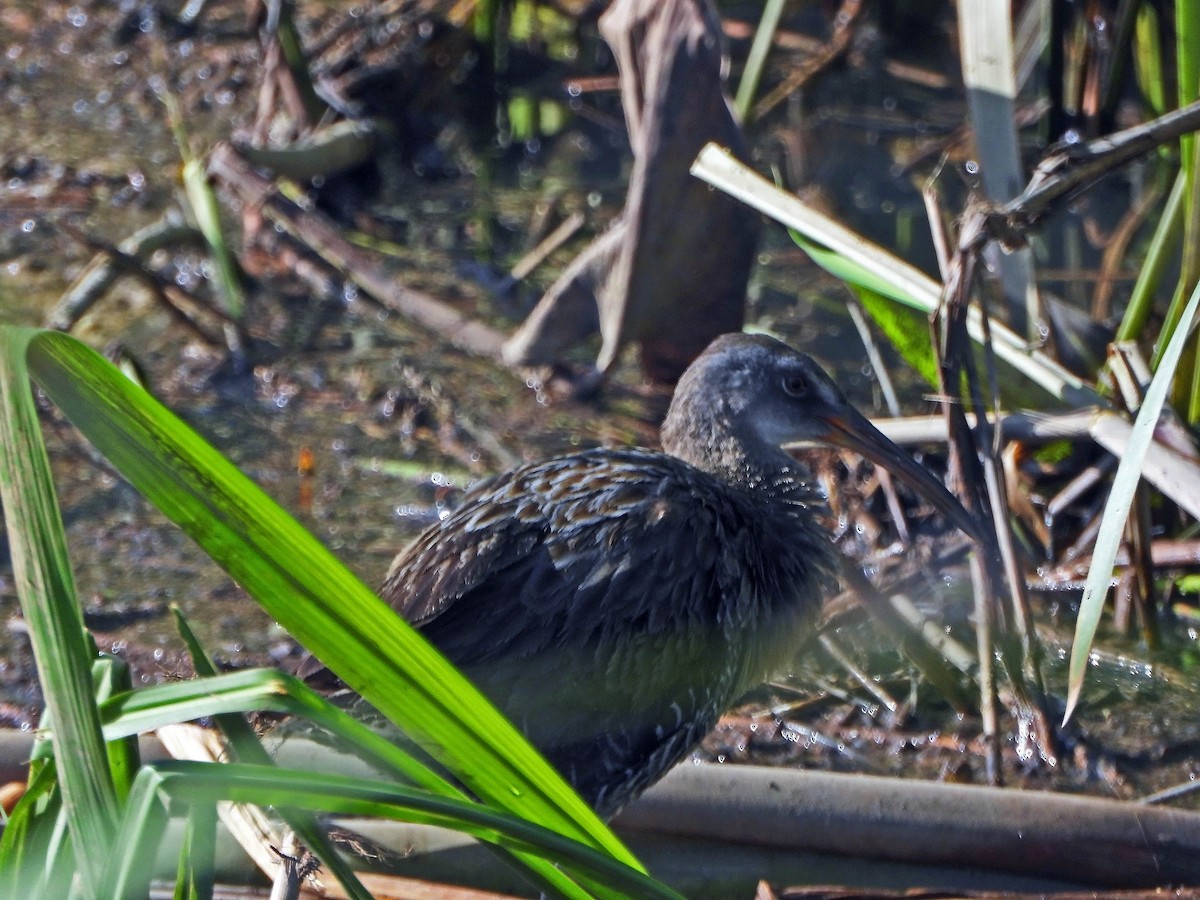 Clapper Rail - ML621477616