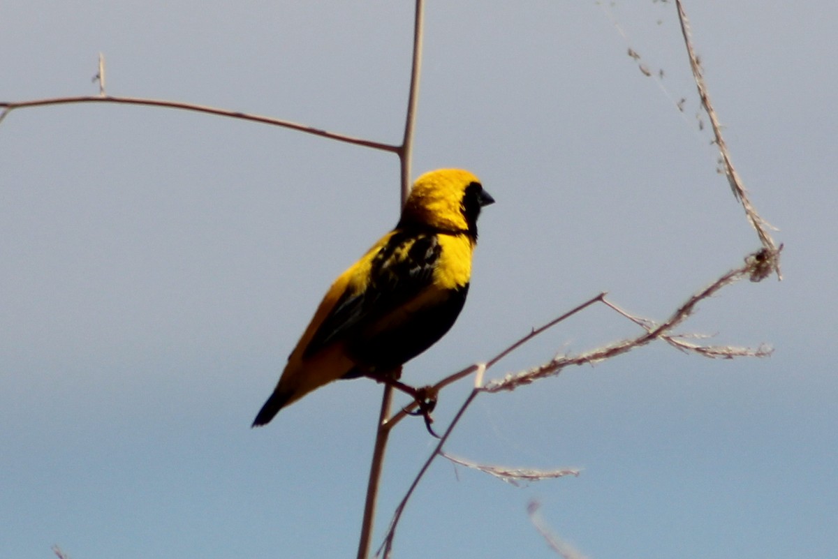 Yellow-crowned Bishop - Miguel Appleton