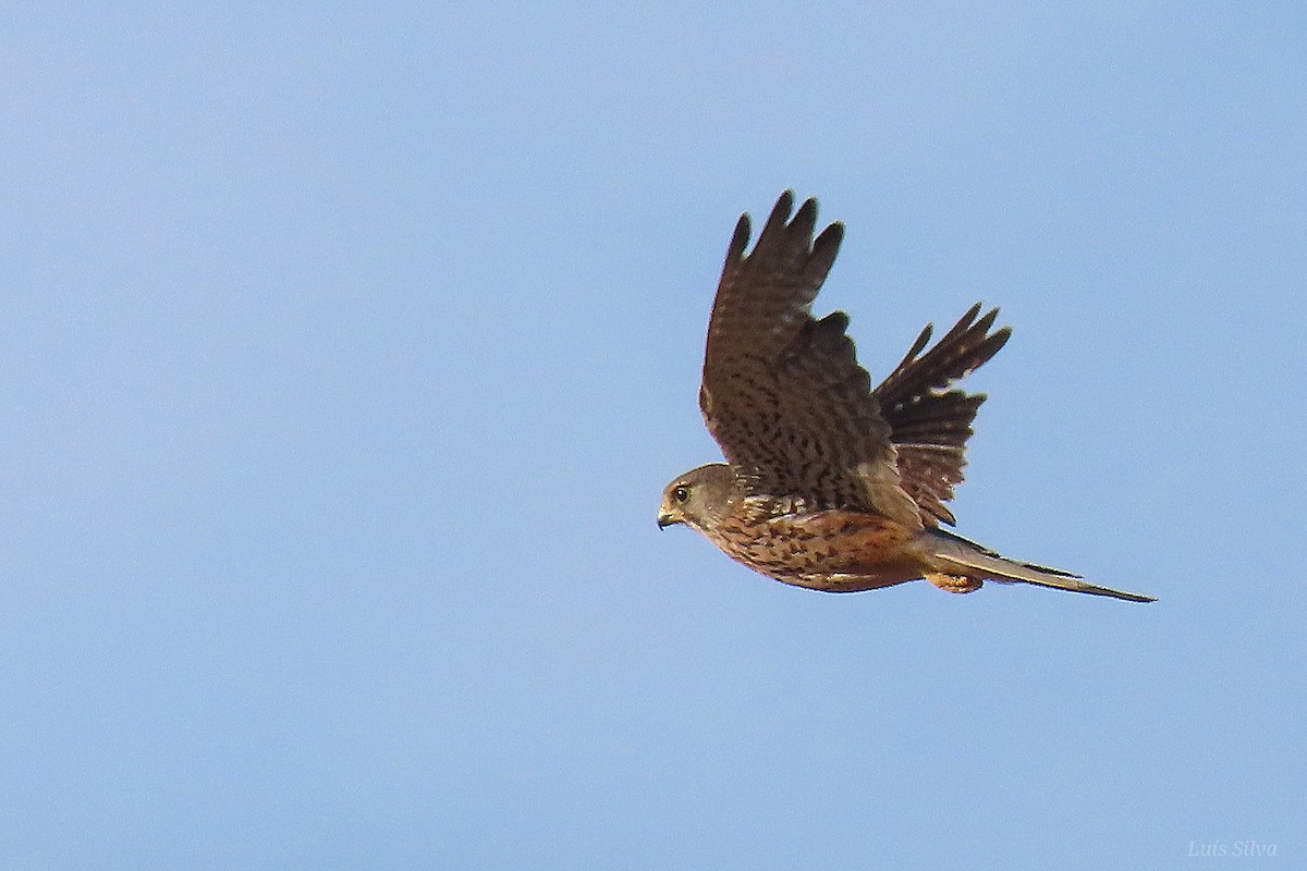 Eurasian Kestrel - ML621477704