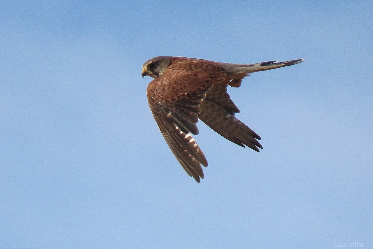 Eurasian Kestrel - ML621477705