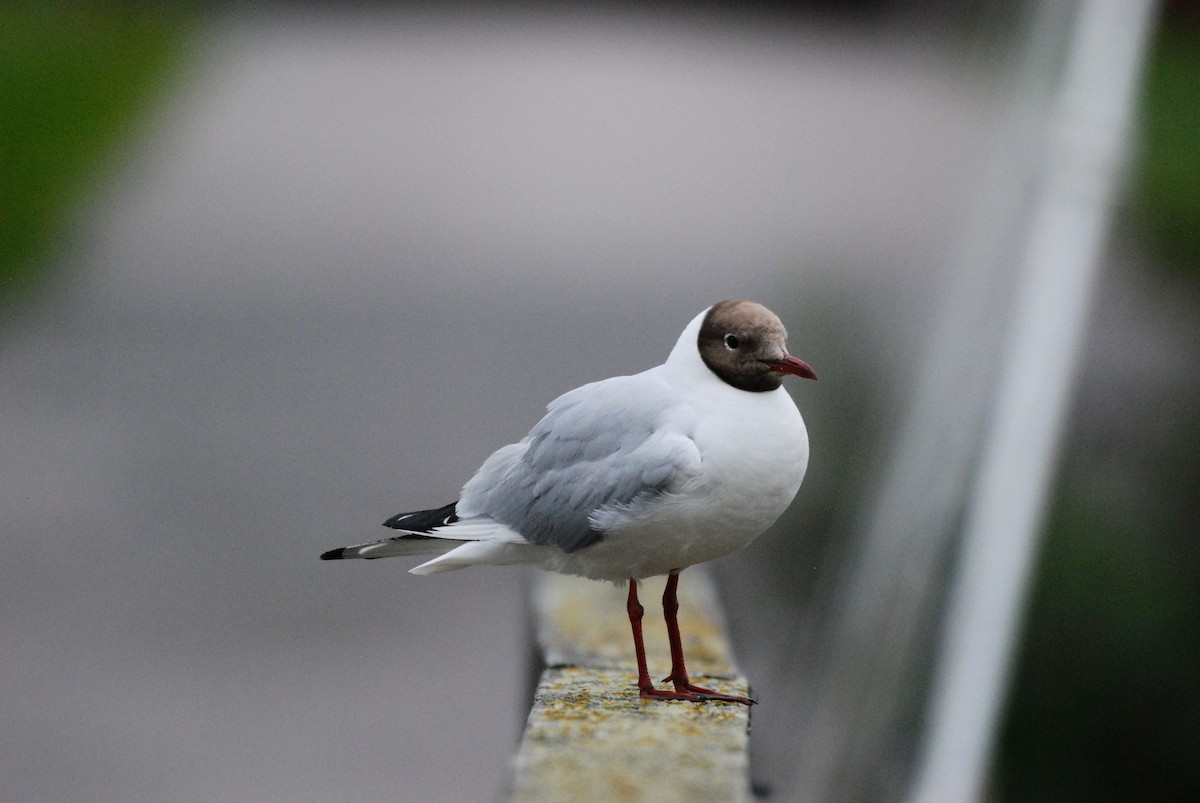 Black-headed Gull - ML621477844