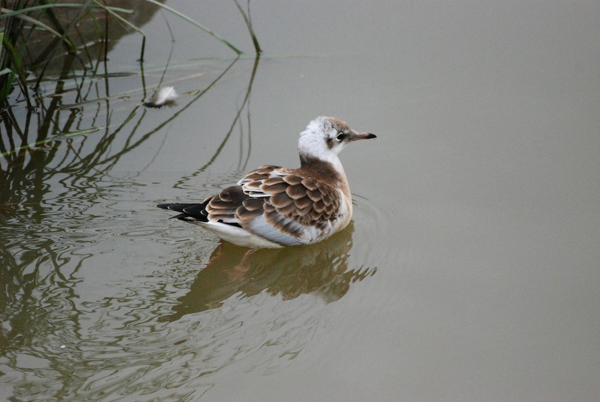 Black-headed Gull - ML621477845