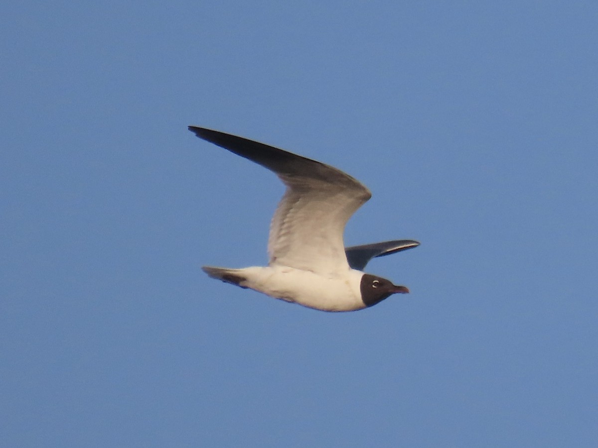 lattermåke - ML621477853
