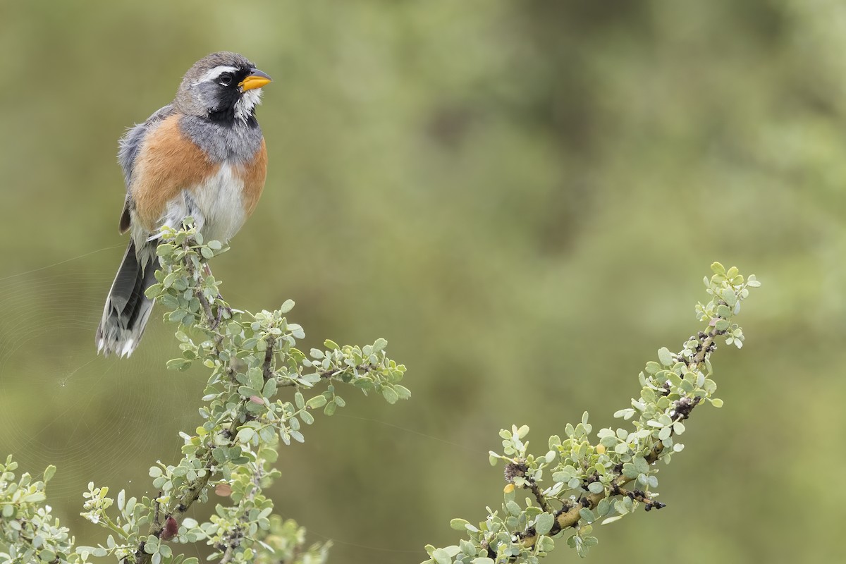 Many-colored Chaco Finch - Dubi Shapiro