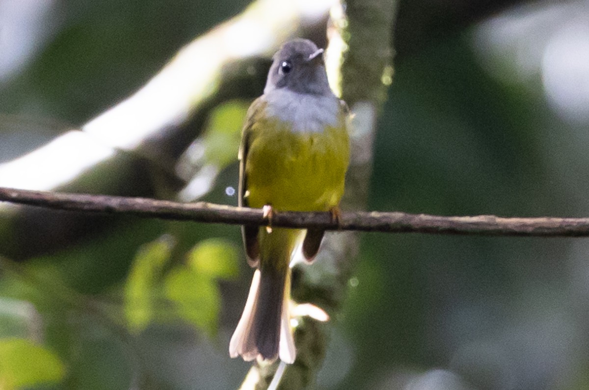 Gray-headed Canary-Flycatcher - ML621478016