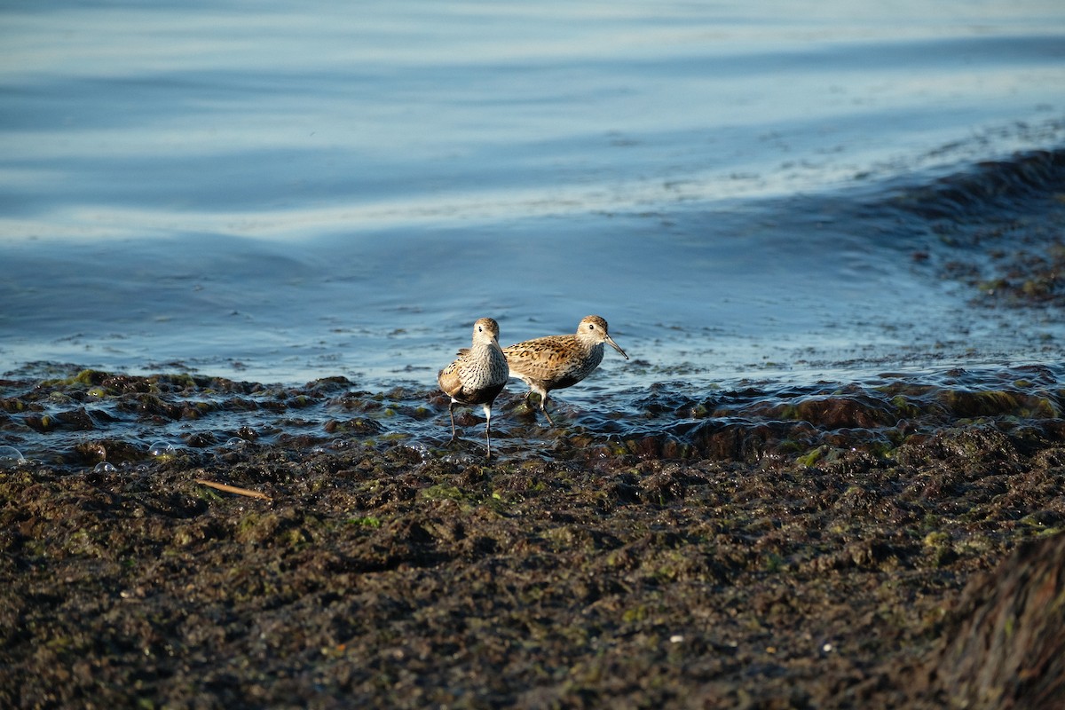 Alpenstrandläufer - ML621478037