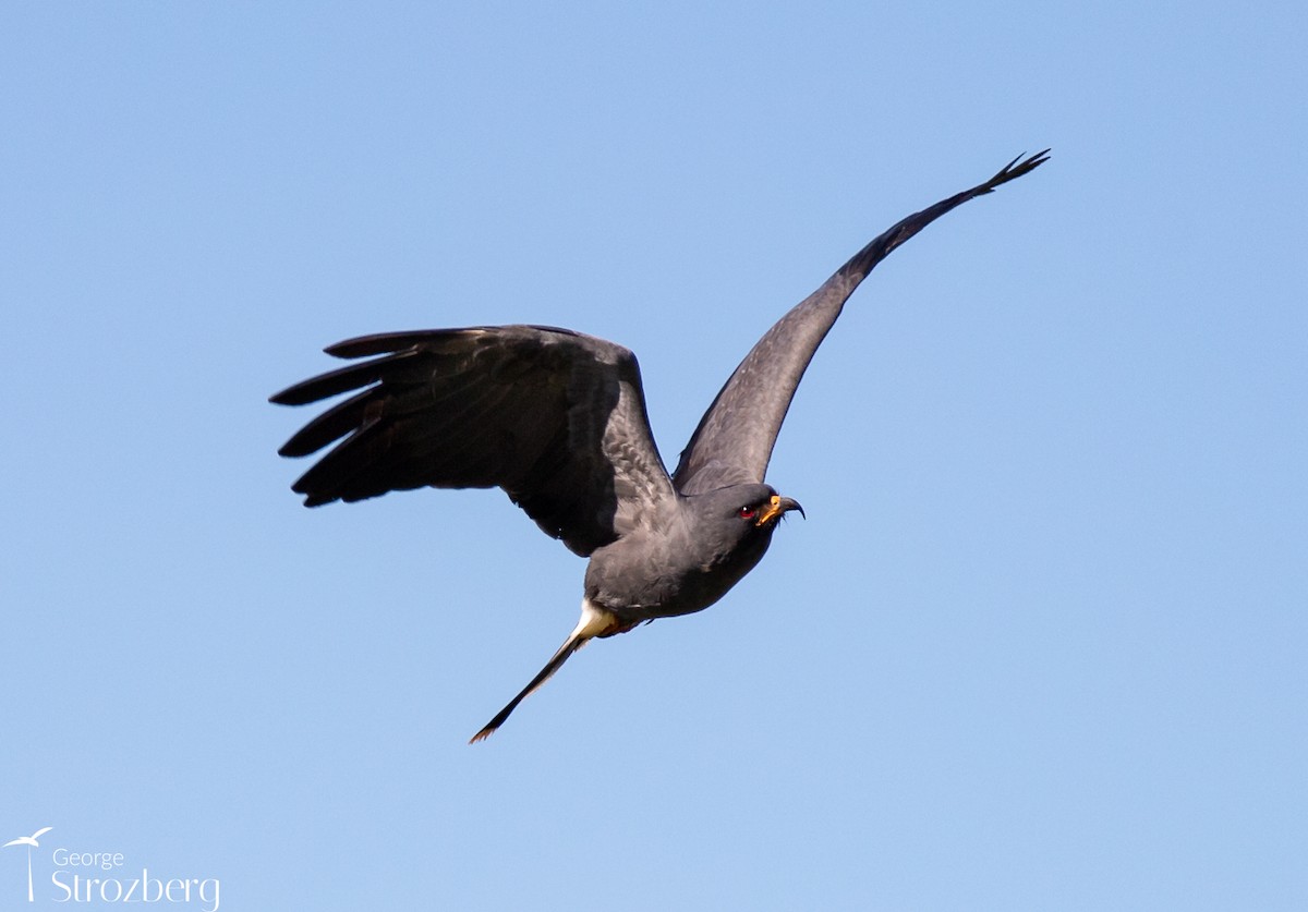 Snail Kite - George Strozberg