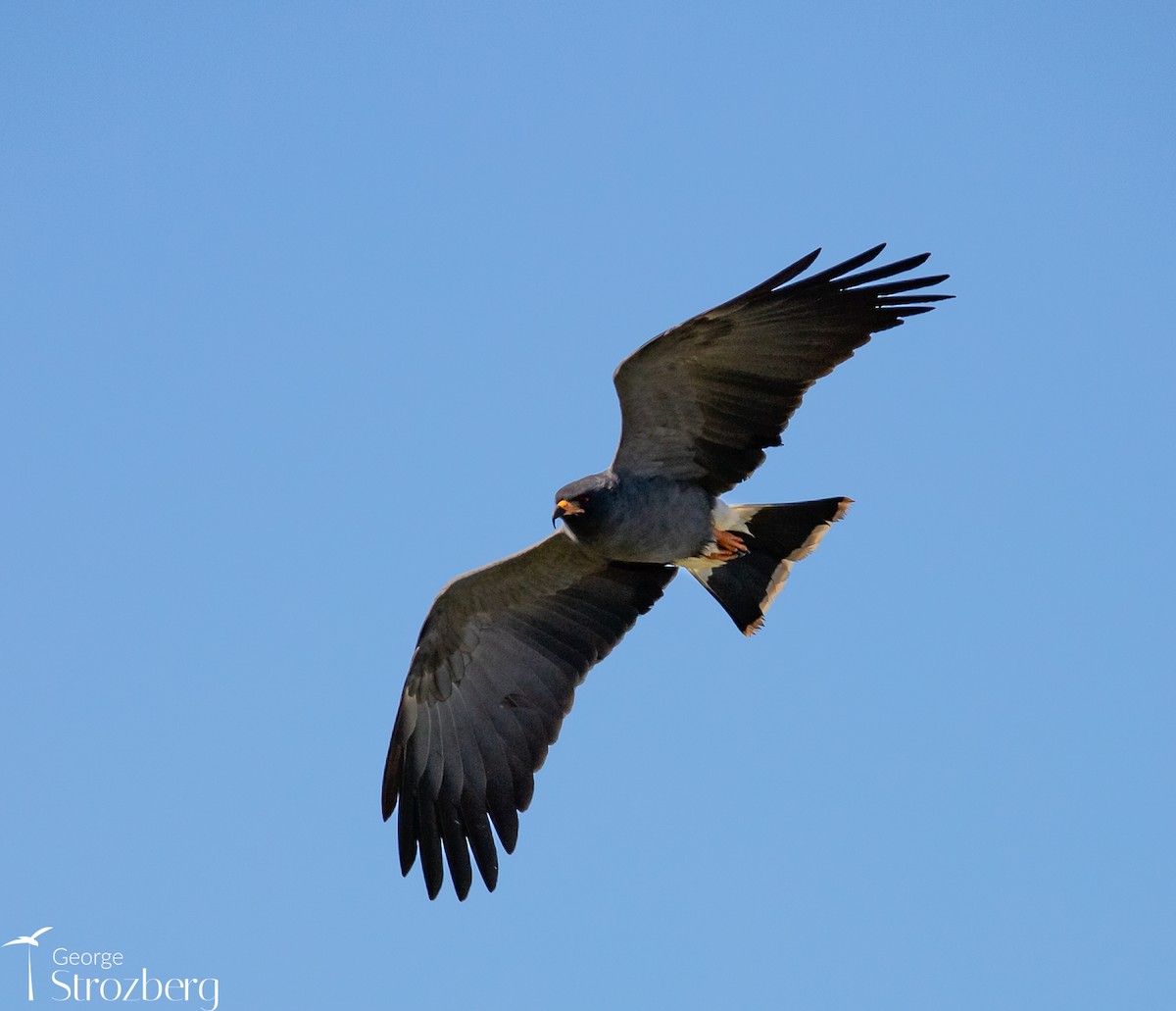 Schneckenbussard - ML621478042