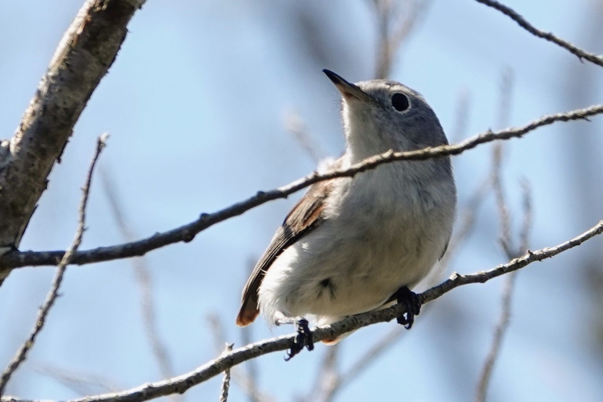 Blue-gray Gnatcatcher - ML621478074