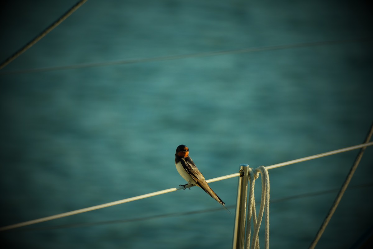 Barn Swallow - Anastasia Reshetilova