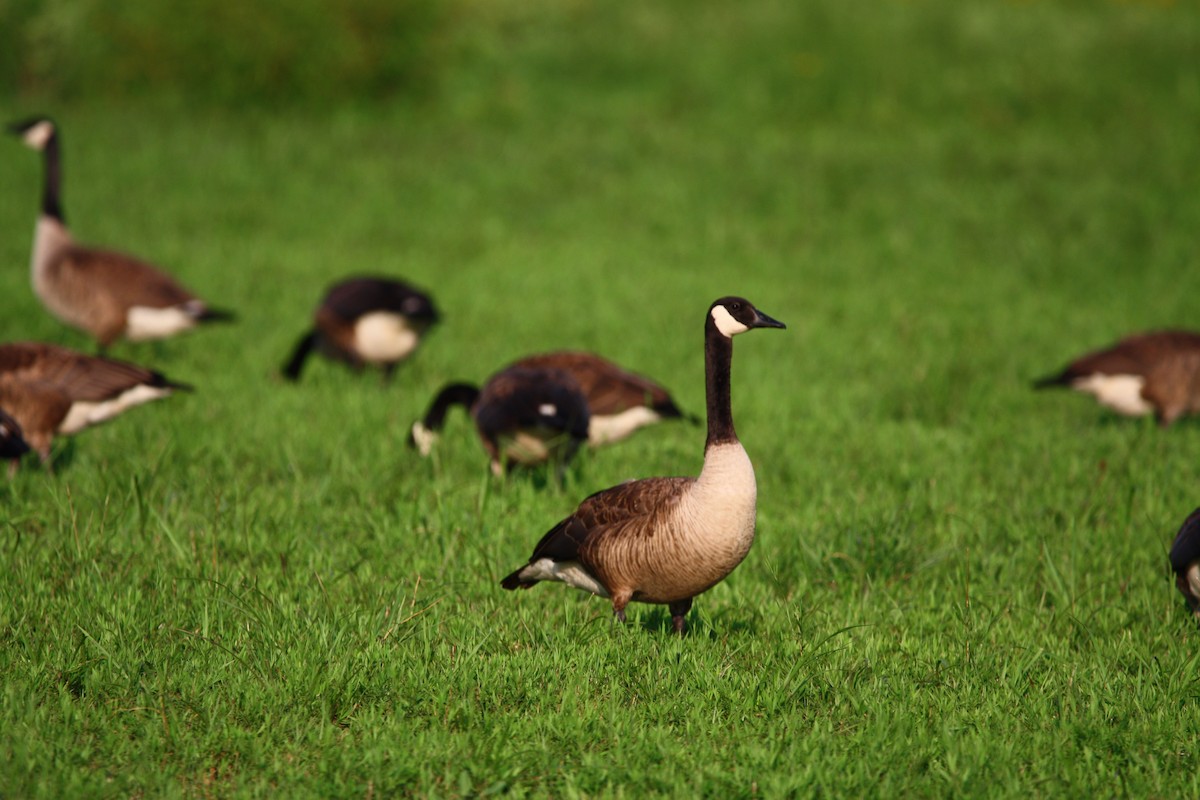 Canada Goose - ML621478172