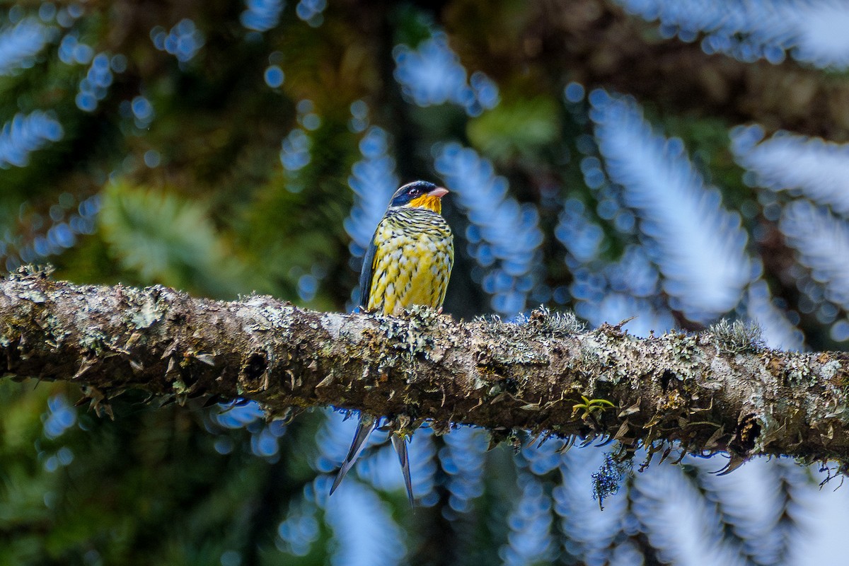 Swallow-tailed Cotinga - Aldrey Cruz