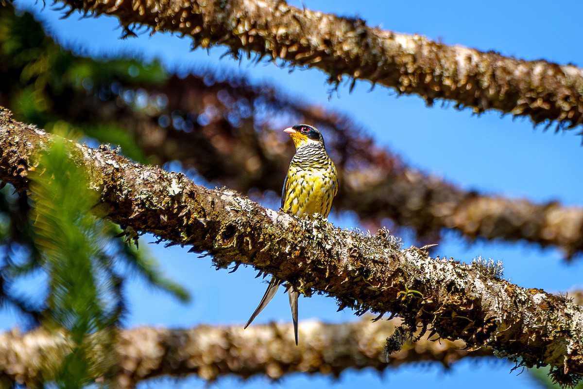 Swallow-tailed Cotinga - ML621478190