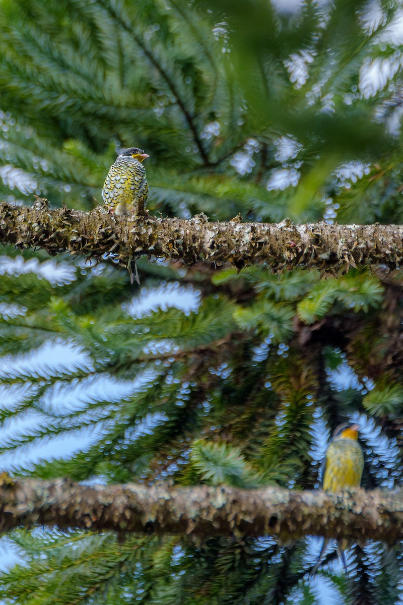 Swallow-tailed Cotinga - Aldrey Cruz