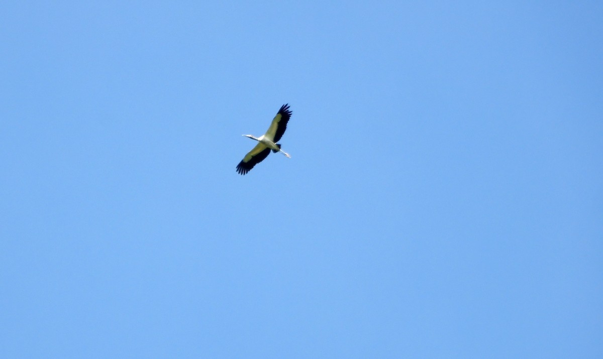 Wood Stork - ML621478197