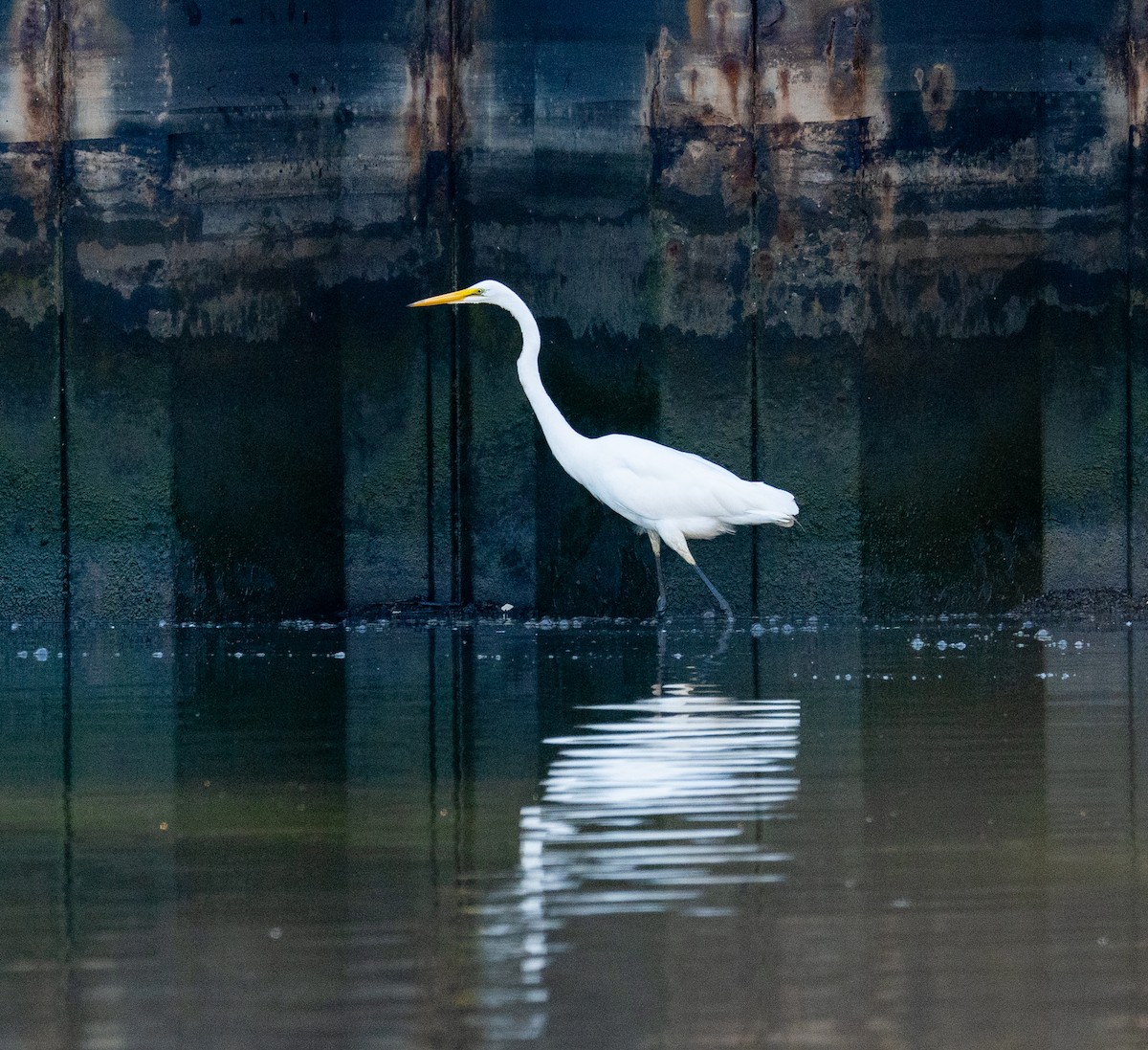 Great Egret - ML621478243