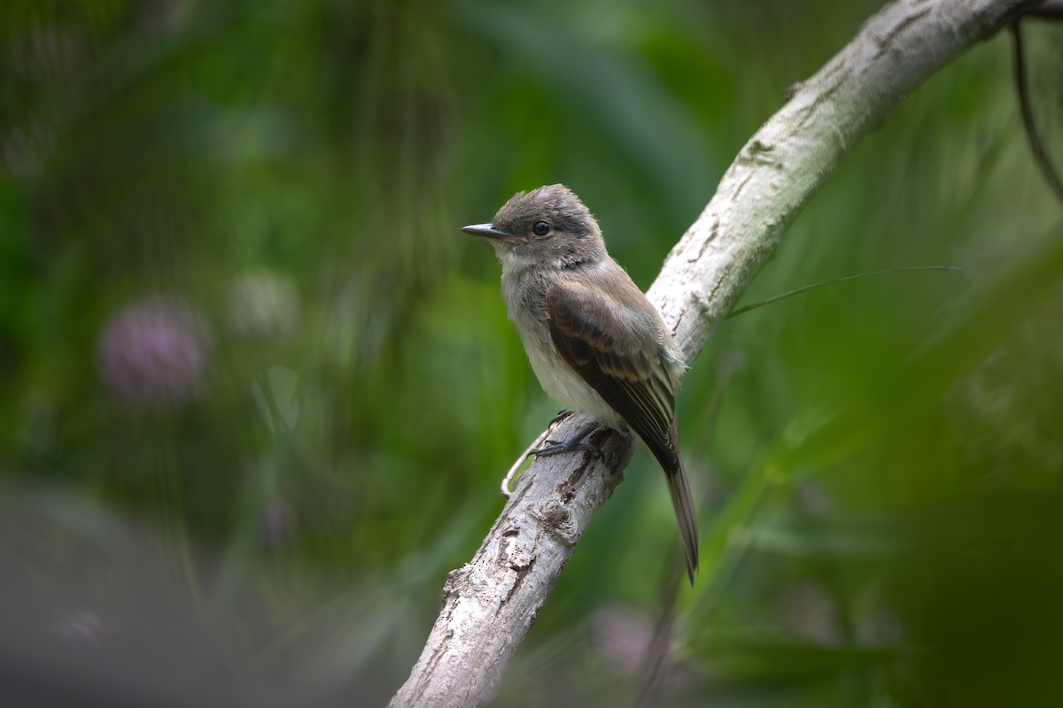 Eastern Phoebe - ML621478245