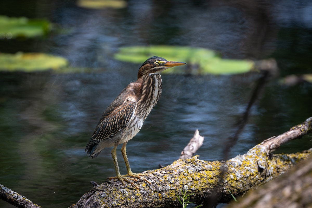 Green Heron - ML621478248