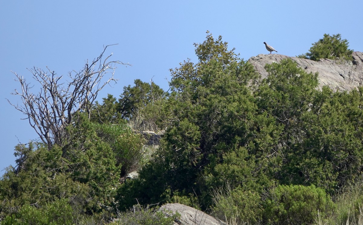 Philby's Partridge - ML621478253