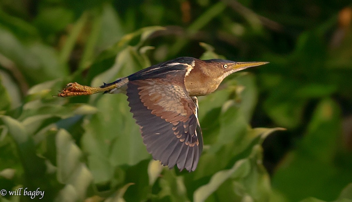 Least Bittern - ML621478265