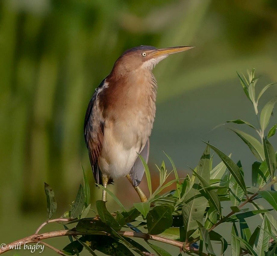 Least Bittern - ML621478266