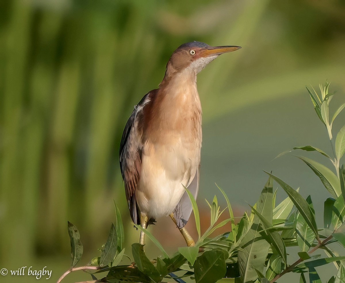 Least Bittern - ML621478267