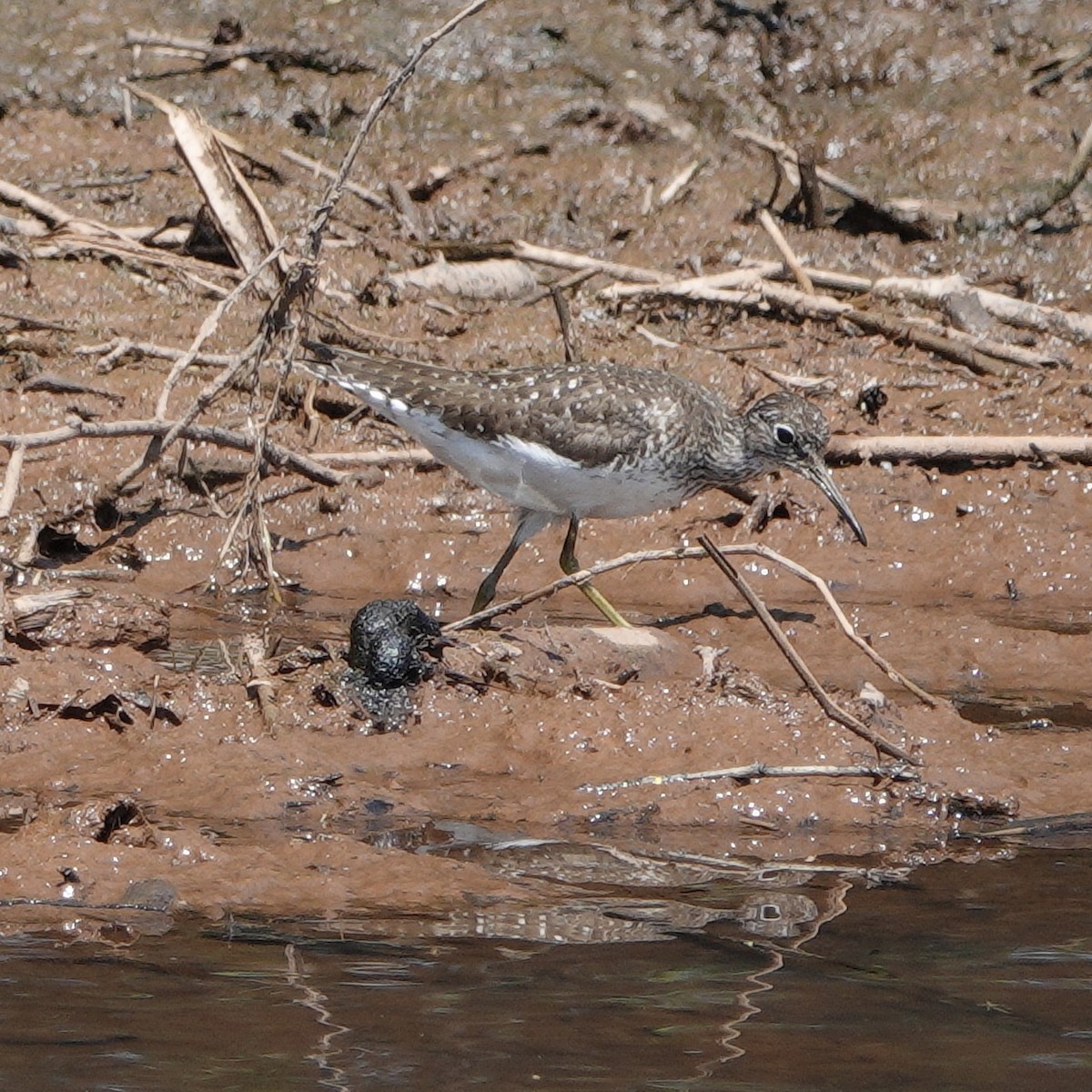 Solitary Sandpiper - JoAnn Girard