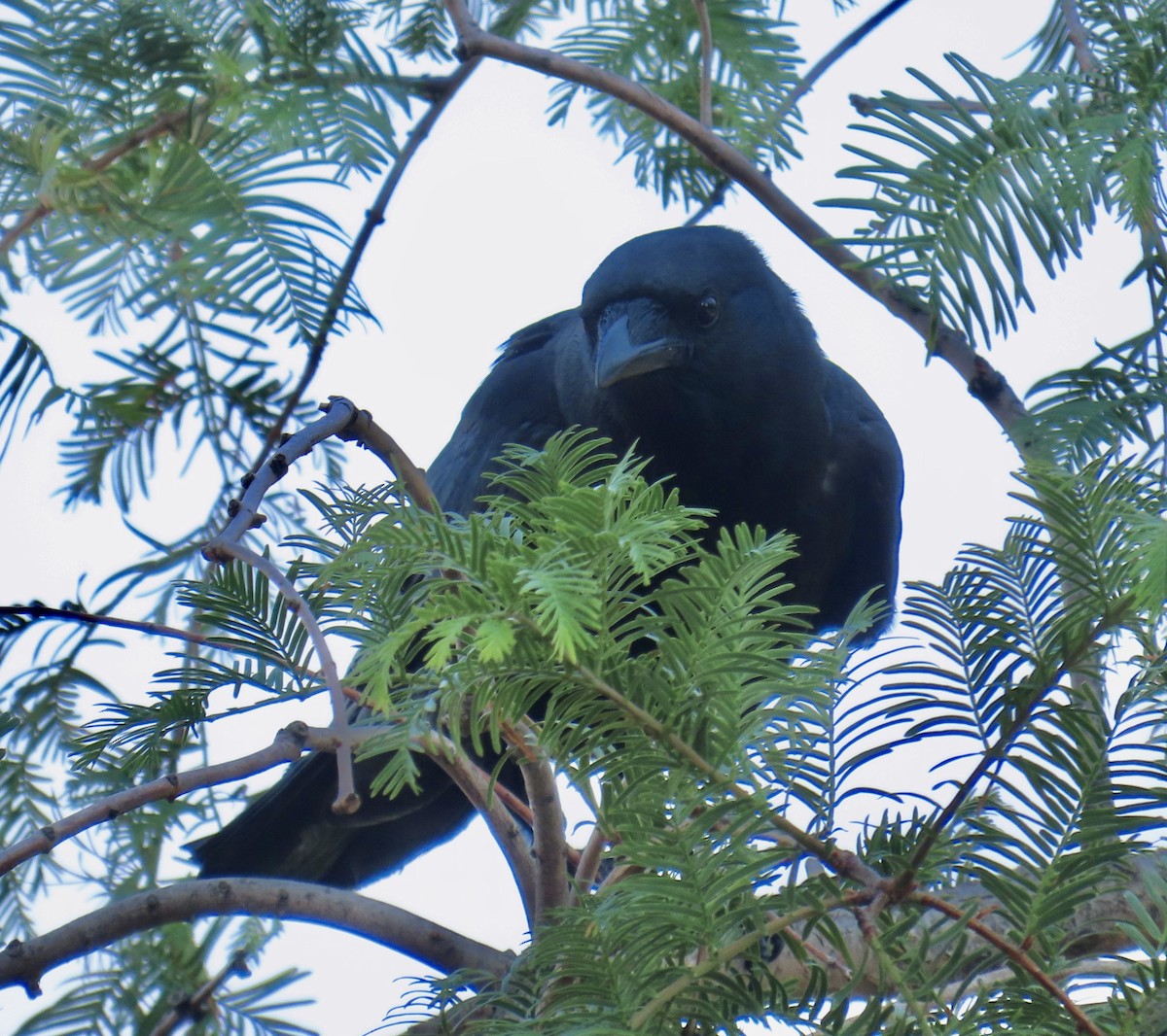 Fish Crow - ML621478271