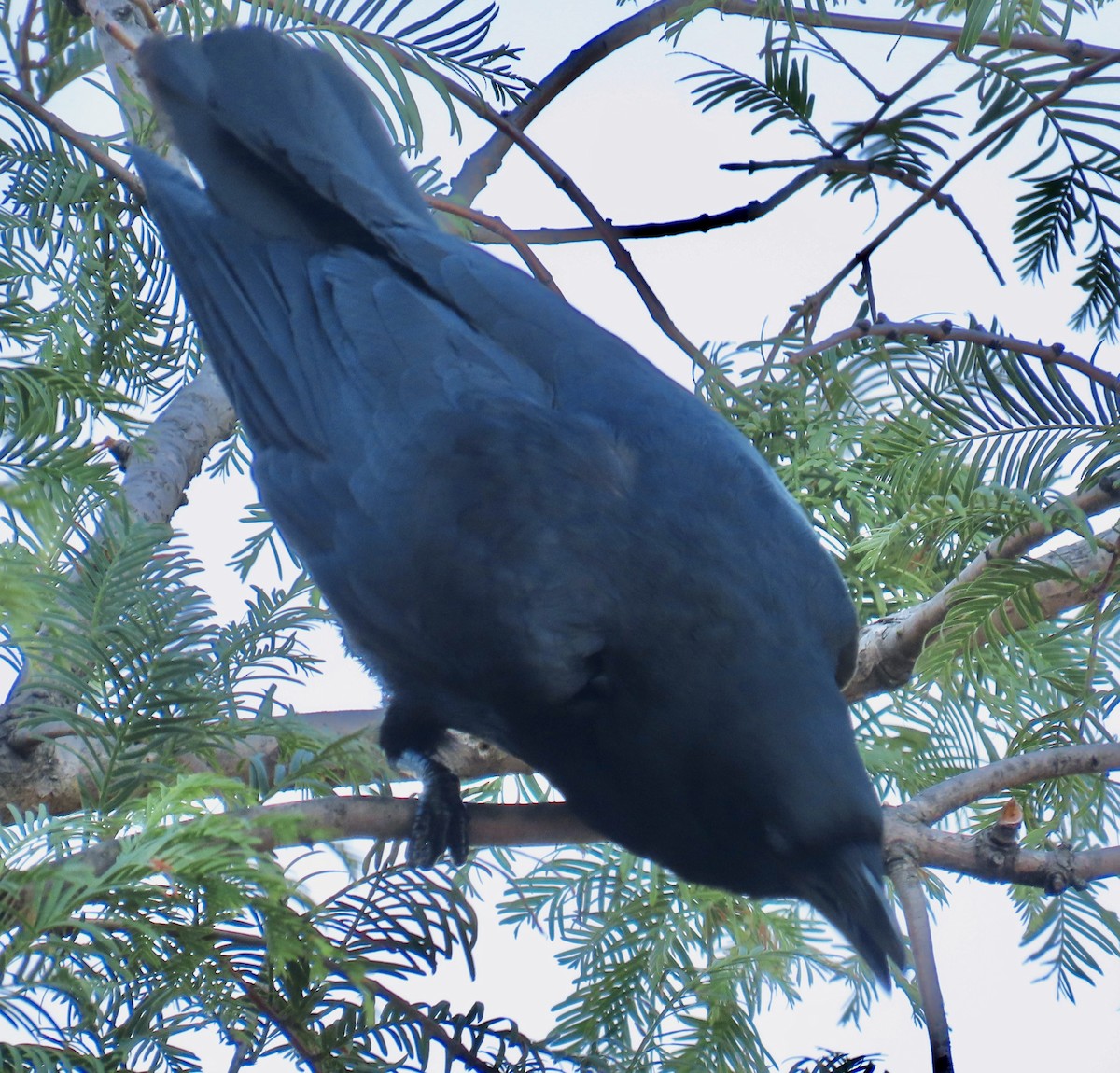 Fish Crow - ML621478272