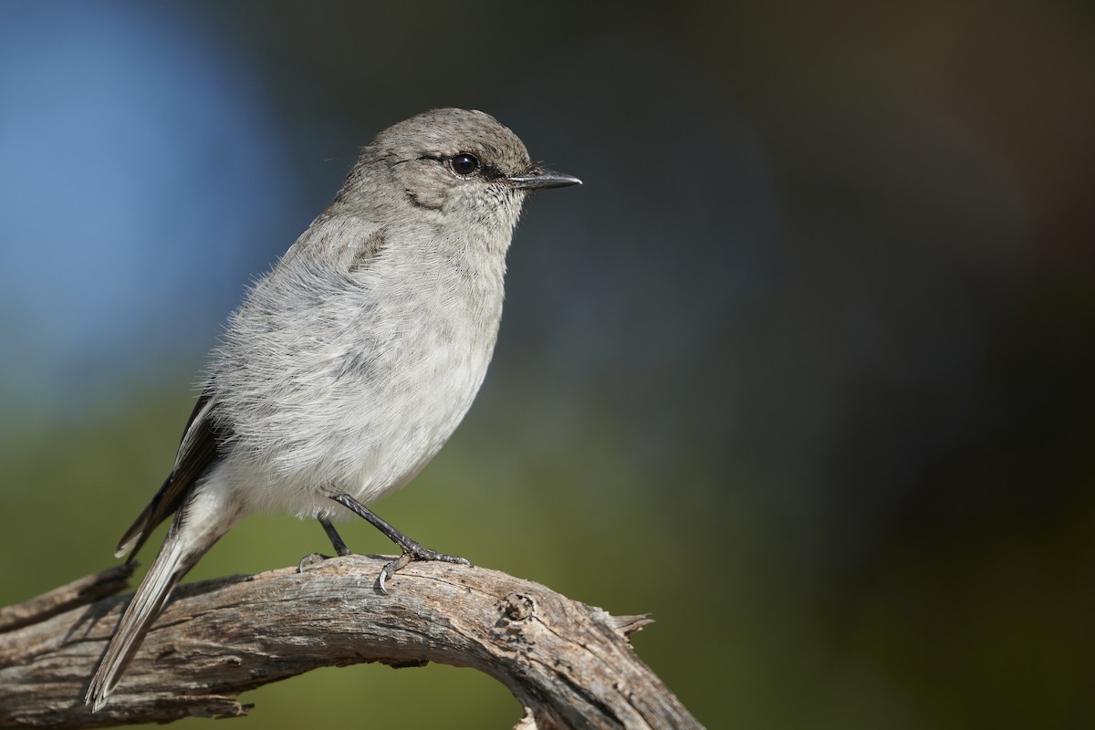 Hooded Robin - ML621478274