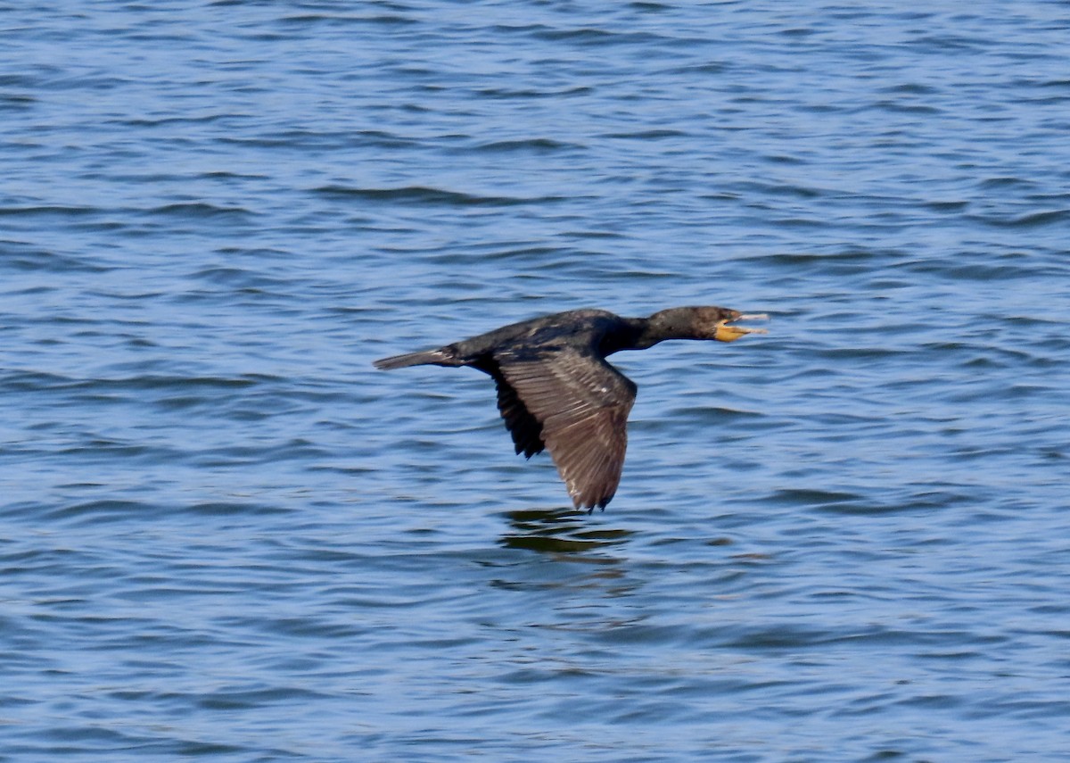 Double-crested Cormorant - ML621478588