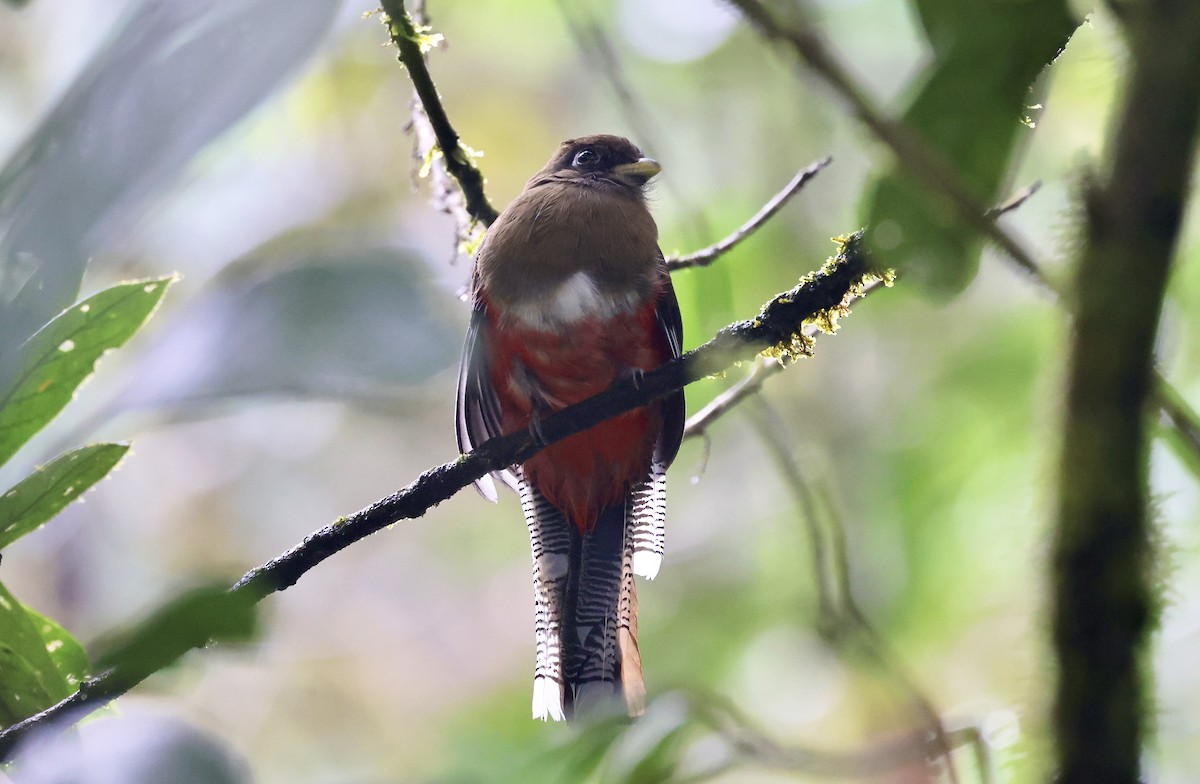 Halkalı Trogon [collaris grubu] - ML621478591