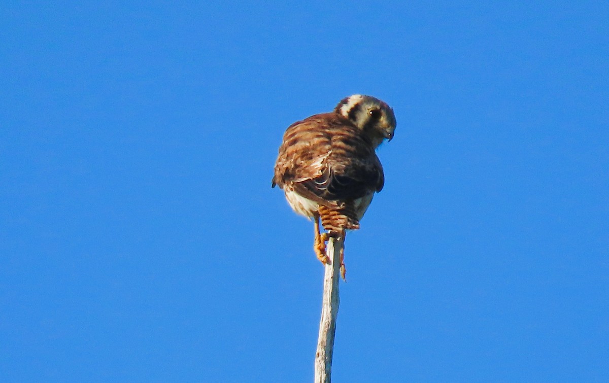 American Kestrel - ML621478593