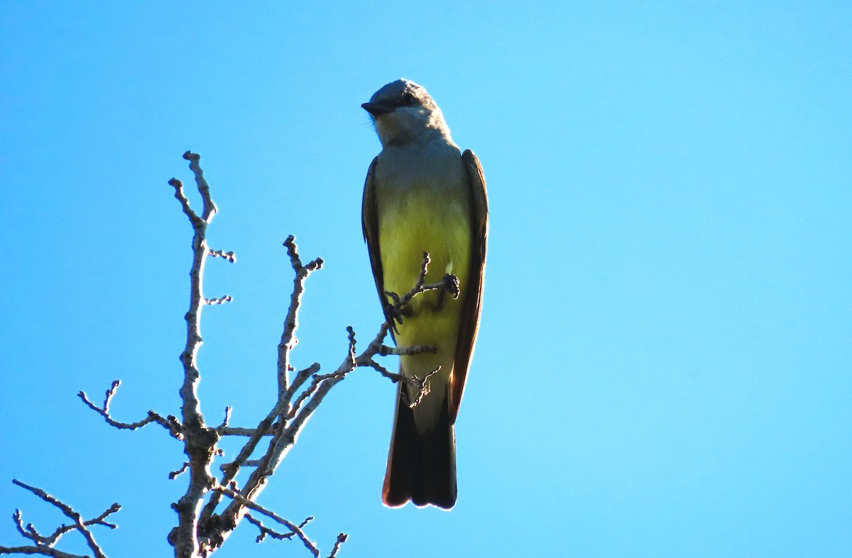 Western Kingbird - ML621478620