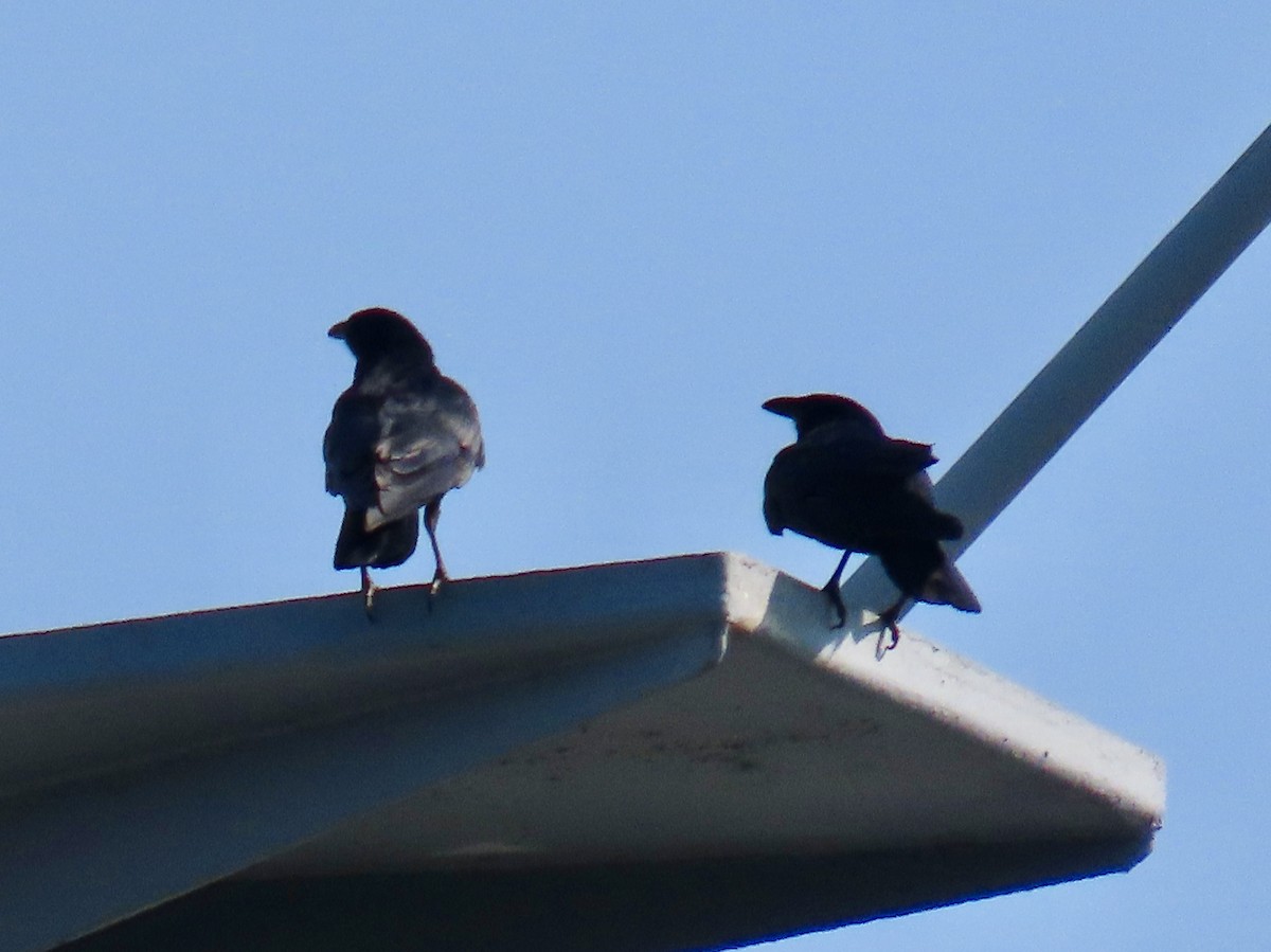 Fish Crow - ML621478622