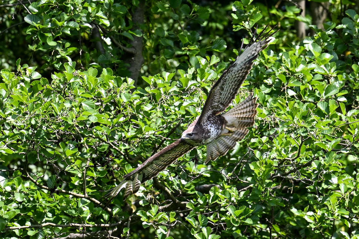 Common Buzzard - ML621478630