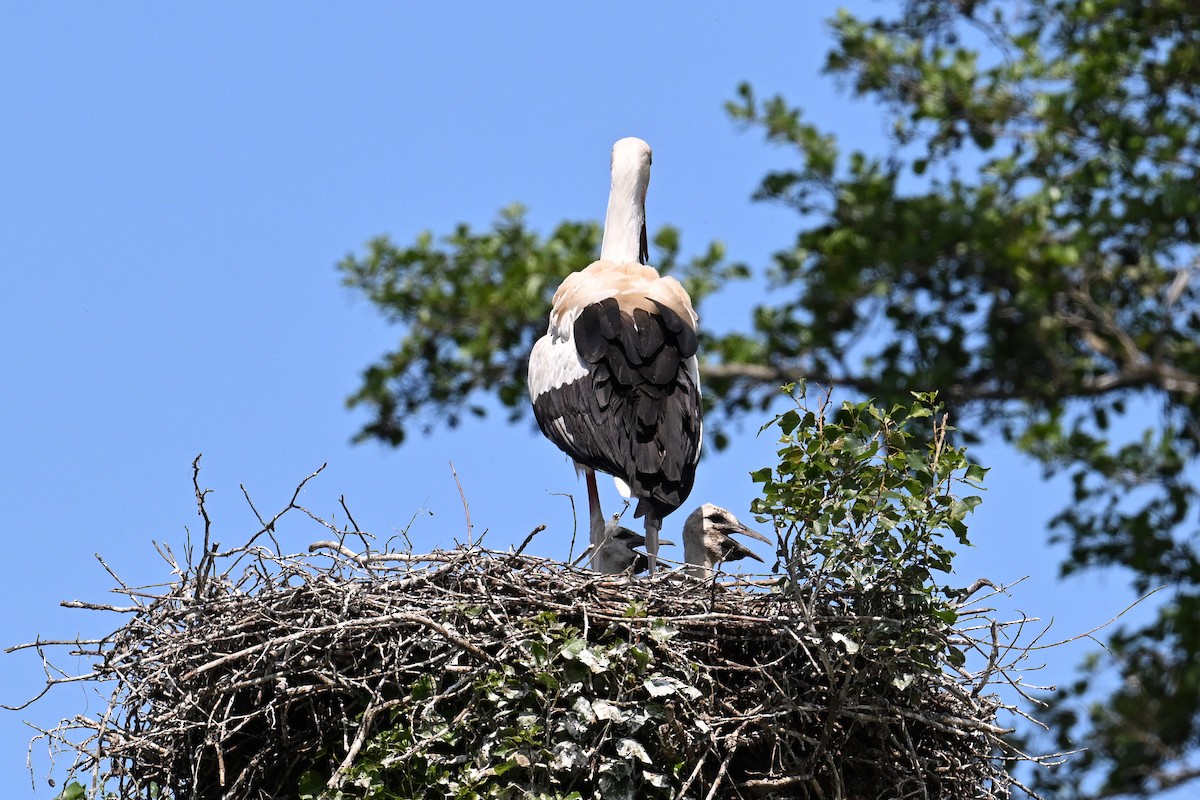 White Stork - ML621478643