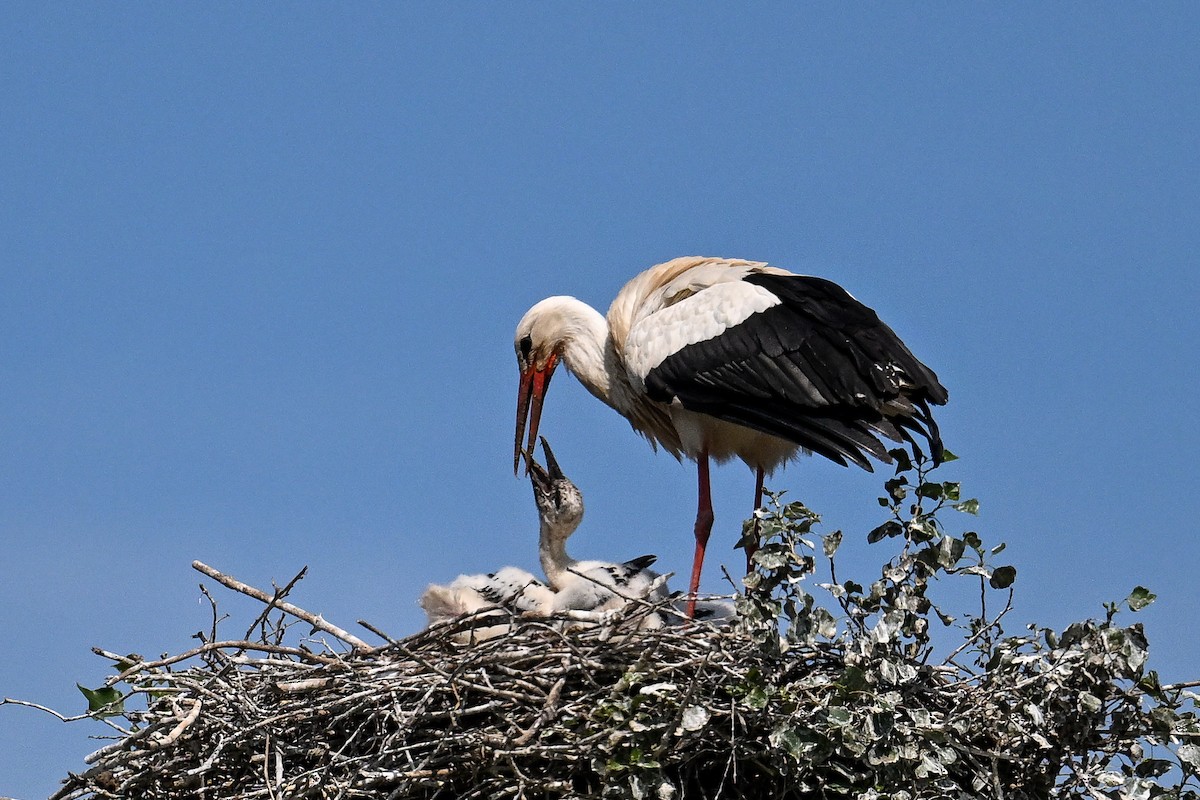 White Stork - ML621478647