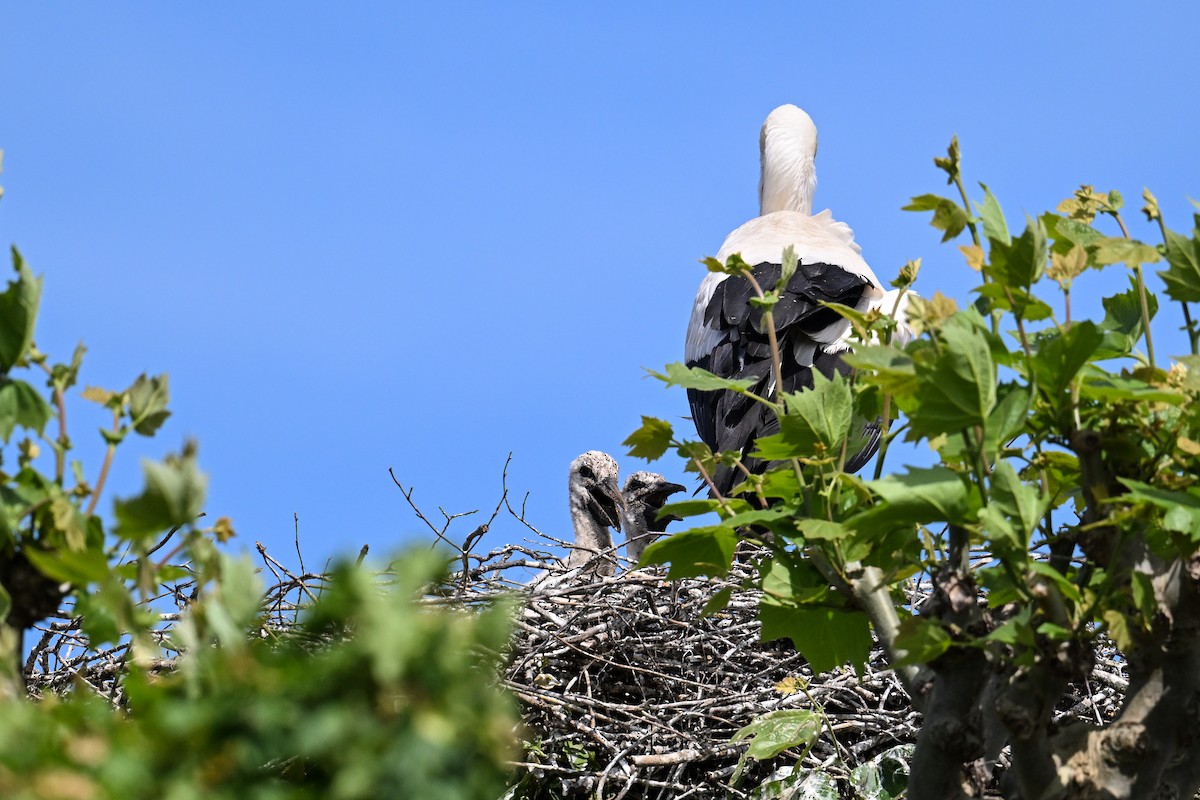 White Stork - ML621478665