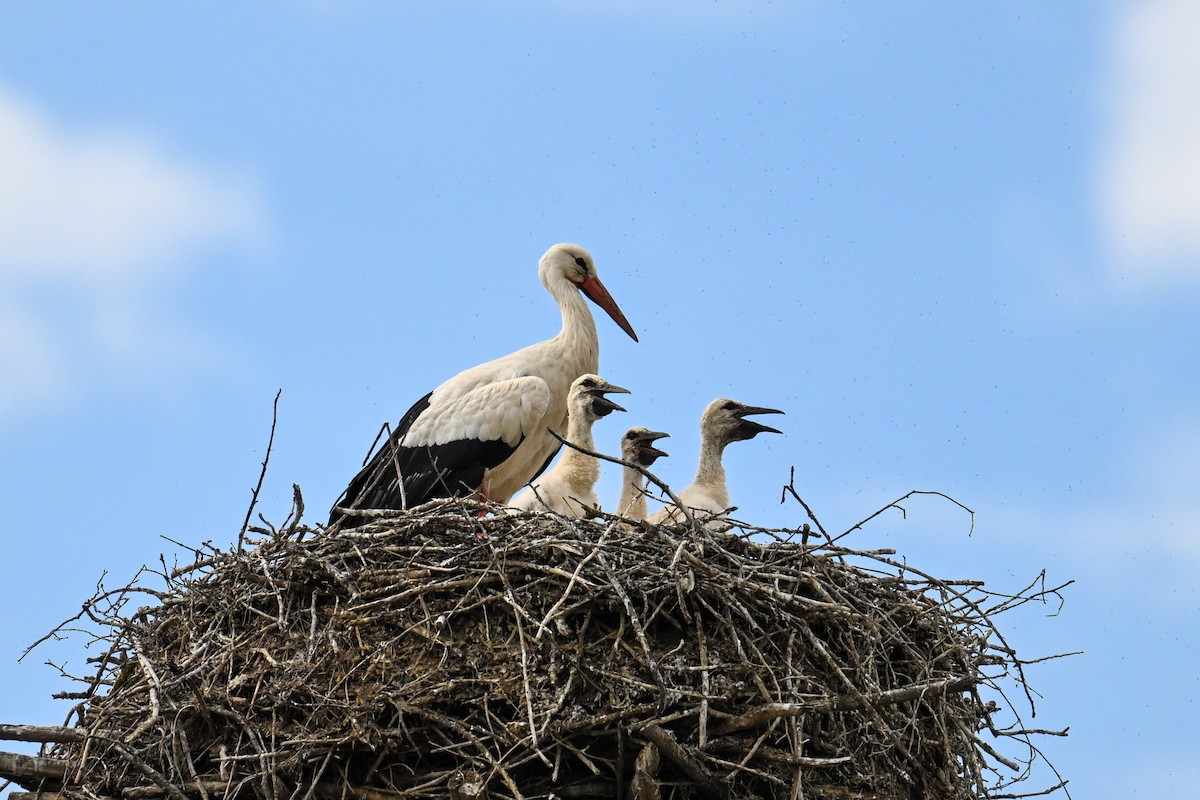 White Stork - ML621478675