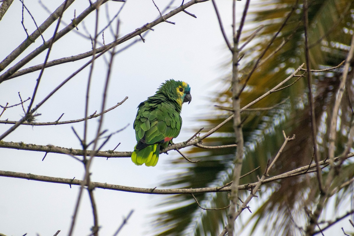 Turquoise-fronted Amazon - ML621478689