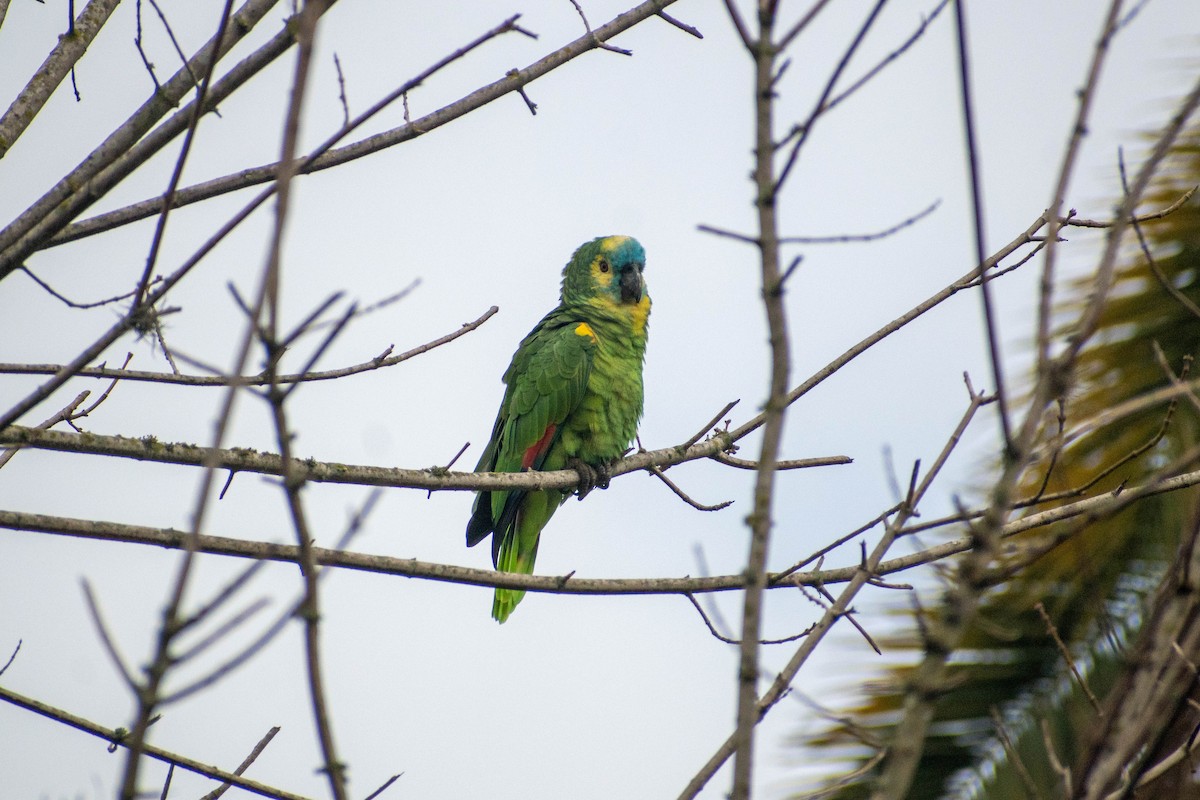 Turquoise-fronted Amazon - ML621478690