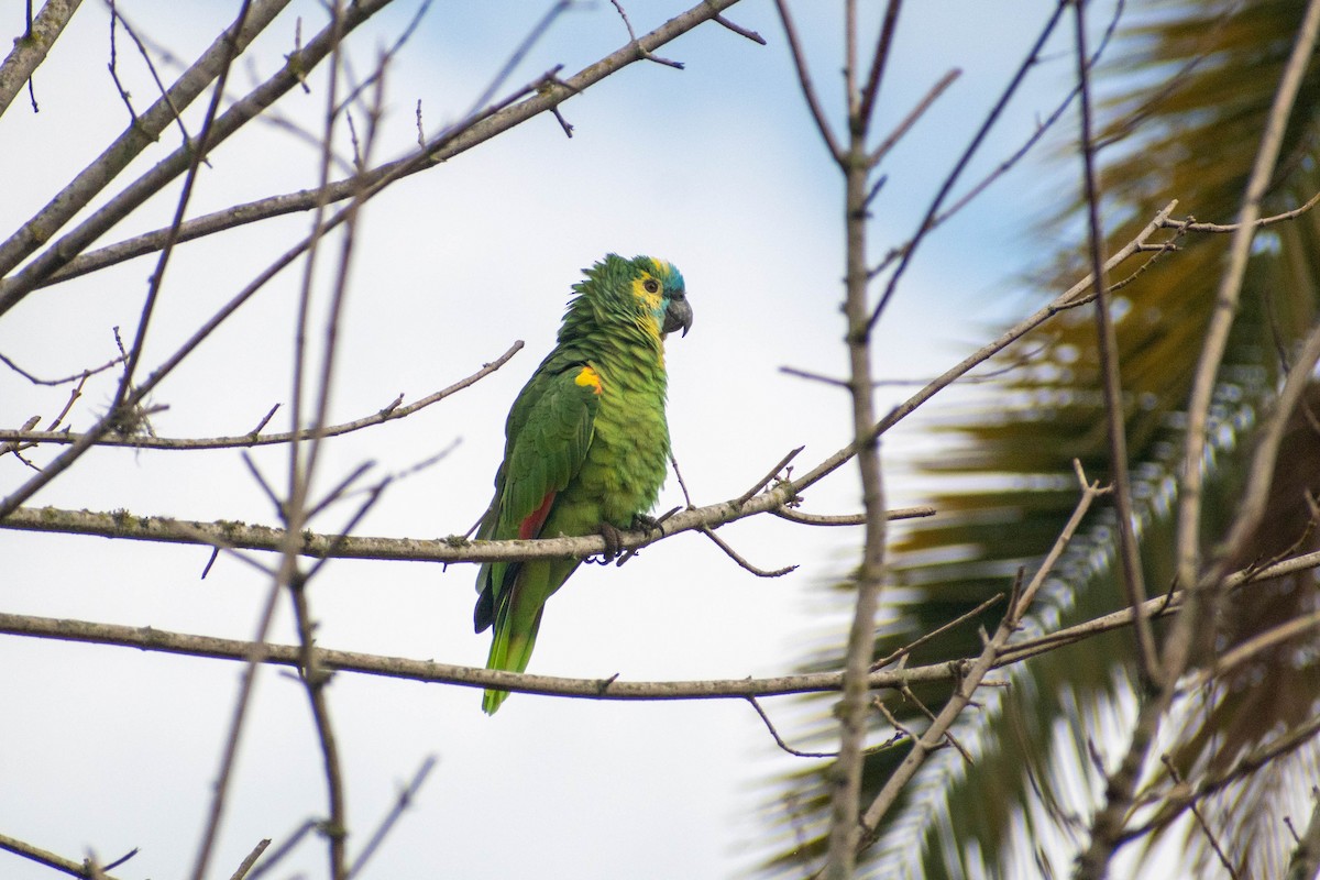 Turquoise-fronted Amazon - ML621478691