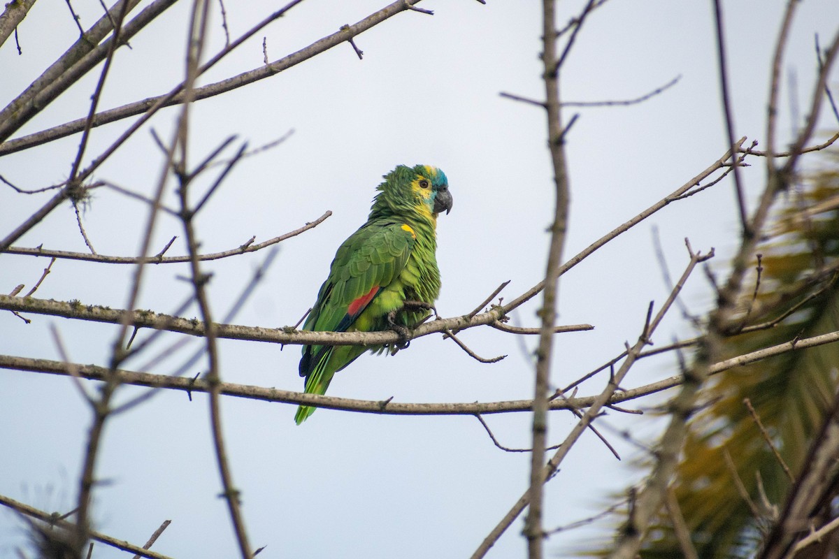 Turquoise-fronted Amazon - ML621478692