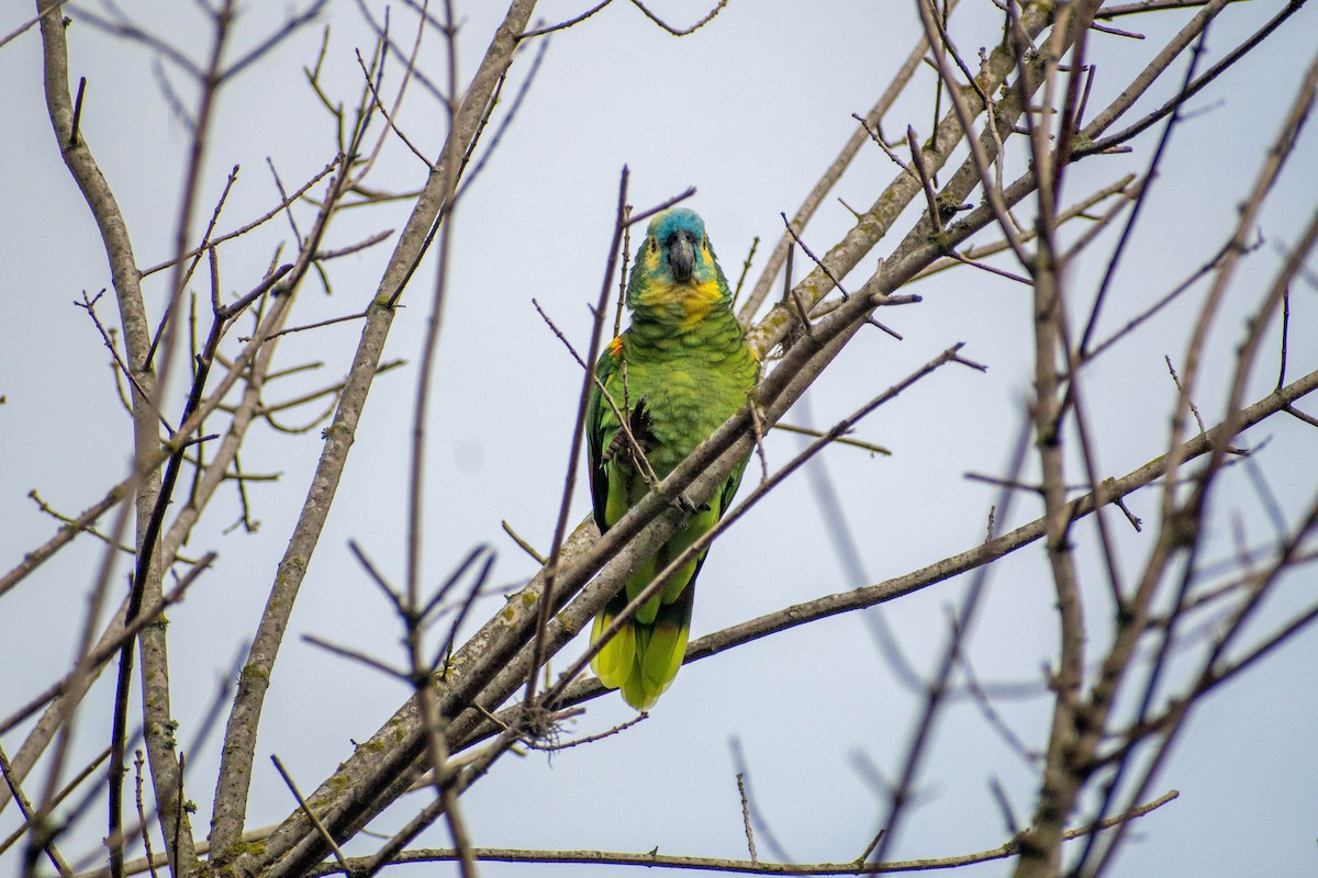 Turquoise-fronted Amazon - ML621478693