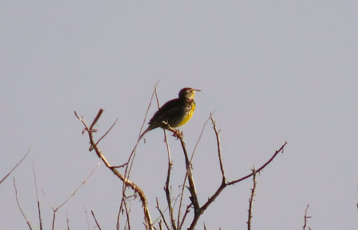 Western Meadowlark - ML621478709