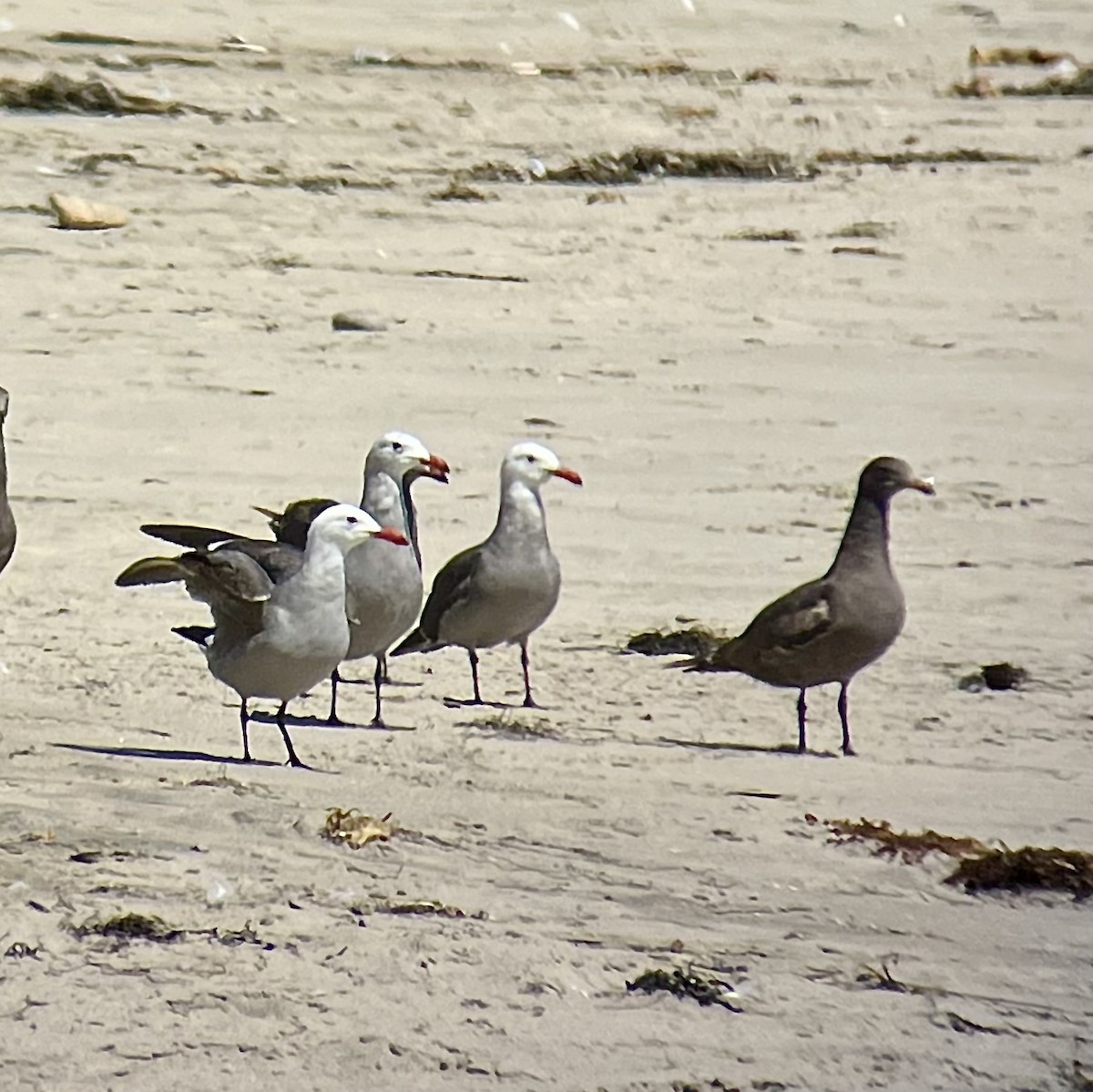 Heermann's Gull - ML621478899