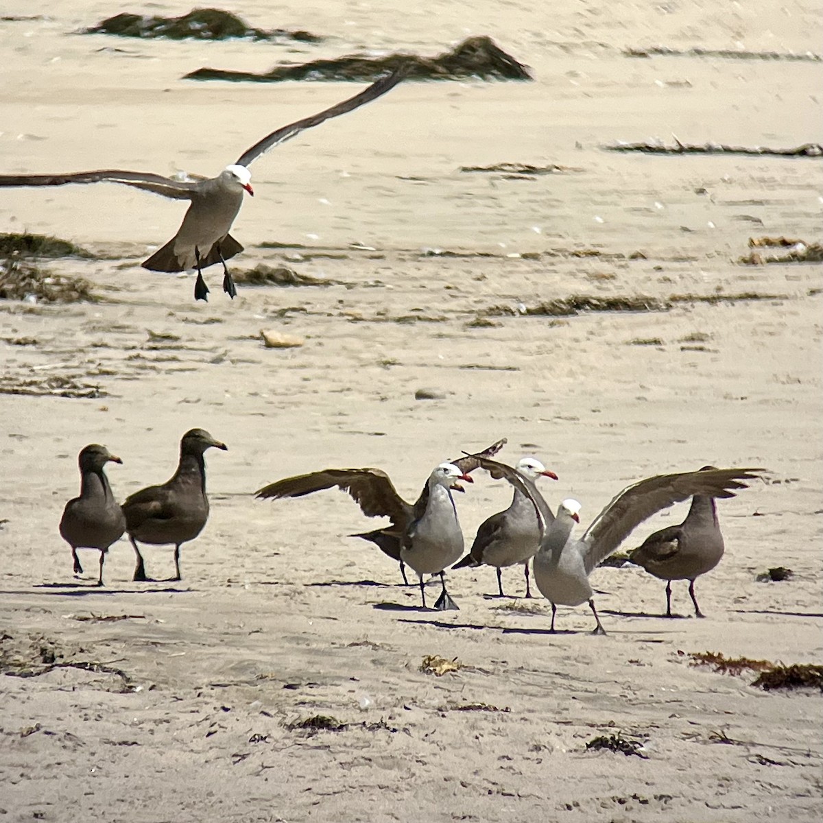 Heermann's Gull - ML621478900