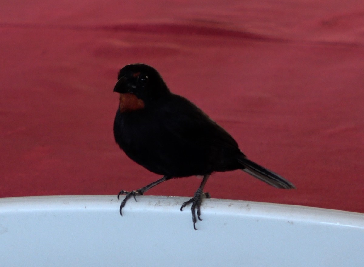 Lesser Antillean Bullfinch - ML621478981